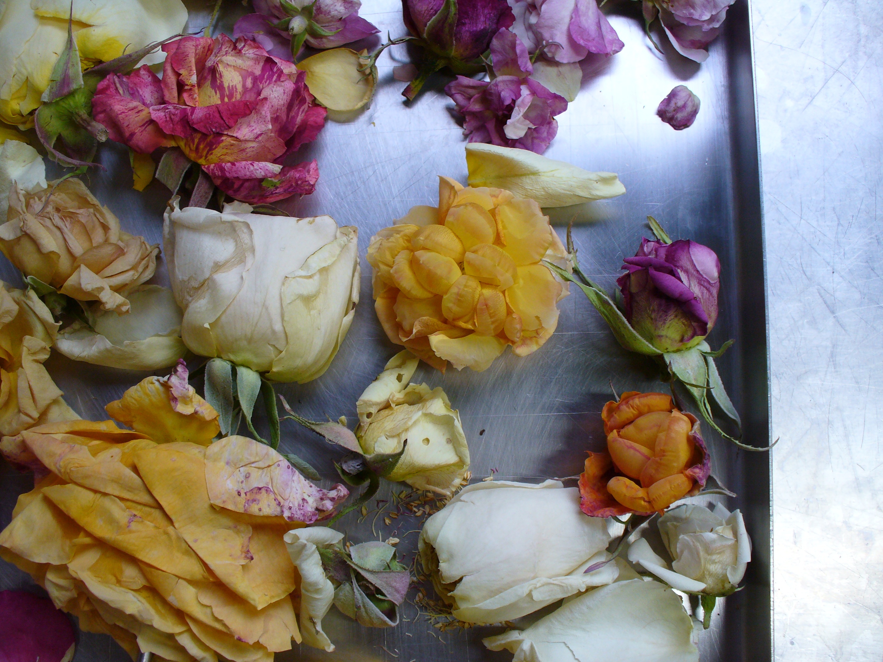 Freeze Drying Flowers